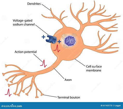 The Voltage-gated Sodium Channel Transporting Sodium Ions Through A ...
