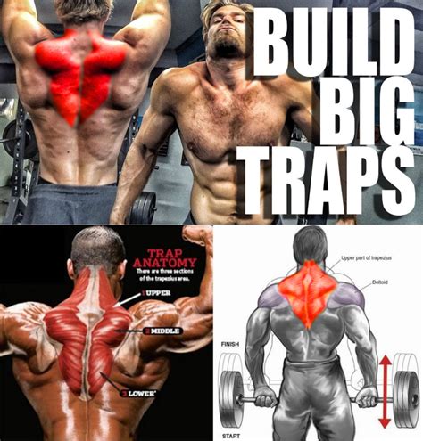 HOW TO TRAPS EXERCISES | VIDEO & GUIDE