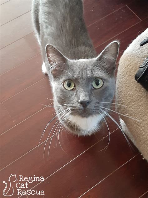 Grey Tuxedo Cat Breed