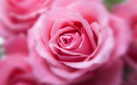 Pink Color Rose Wallpapers | HD Wallpapers | ID #15821