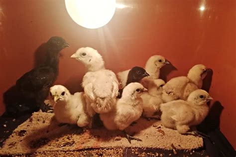 How Long Do Baby Chicks Need The Heat Lamp at Kirk Jackson blog