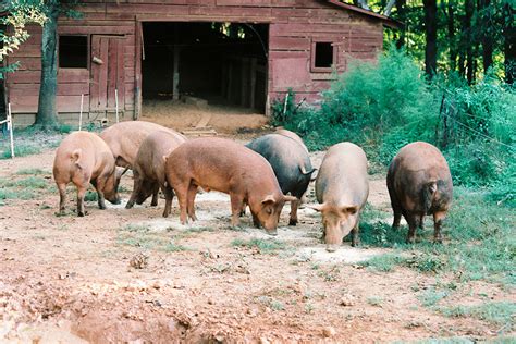 White Sulphur Farms | Tamworth Pigs | Raised Naturally