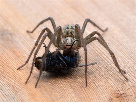 Giant House Spider (Eratigena Atrica) - Glenlivet Wildlife