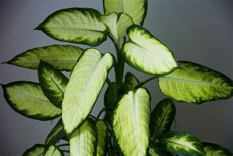 12 Tropical Plants for Growing Indoors