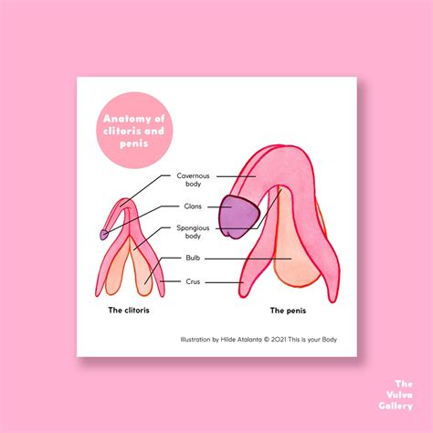 The Clitoris and Penis • Anatomy • Educational Art Print • the Vulva Gallery - Etsy