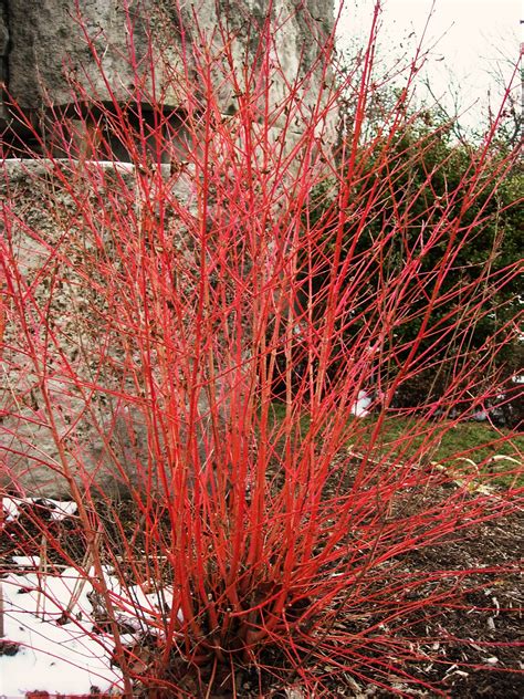 [97+] Variegated Red Twig Dogwood Companion Plants Téléchargement ...