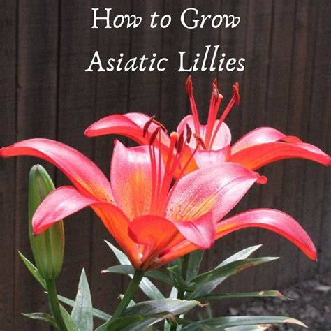 How to Grow Asiatic Lilies - Dengarden