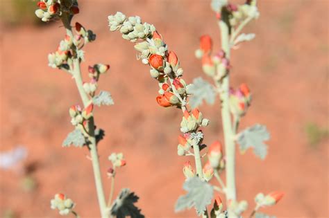 Arizona Hiking: Little Horse Trail to Chicken Point