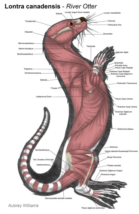 Animal Anatomy | Animal medicine, Otters, Anatomy