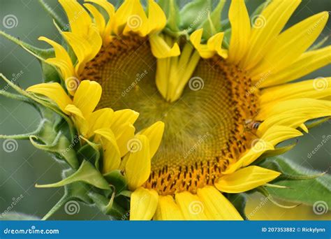 Semi Open Single Sunflower in Bailey Texas on July 2020 Stock Photo ...