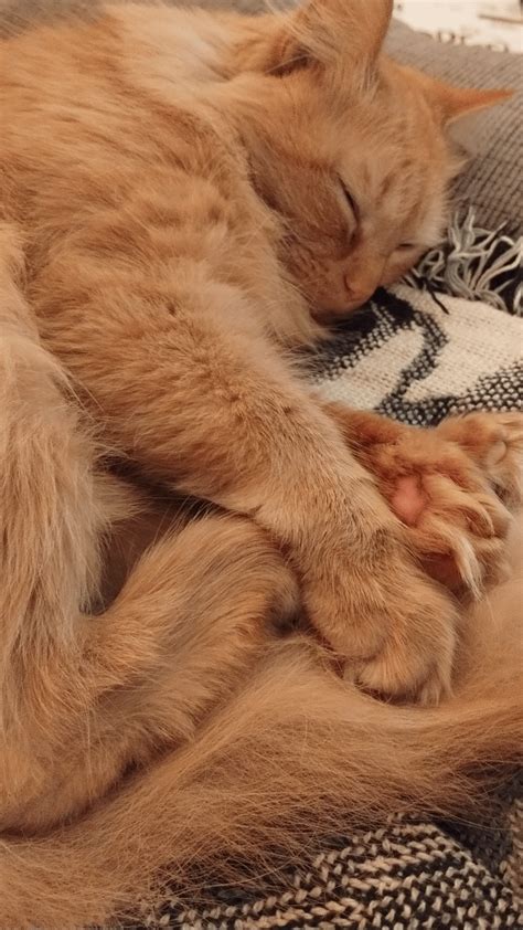 How rare is a female ginger cat with long hair? : r/cats