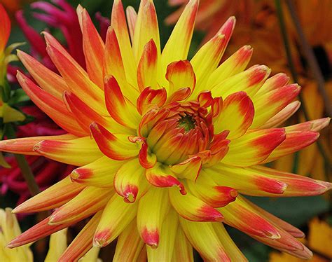 Download Orange And Yellow Cactus Dahlia Flower Wallpaper | Wallpapers.com