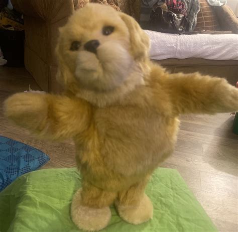 Dancing Golden Retriever Golden Retrievers And Their D.N.A