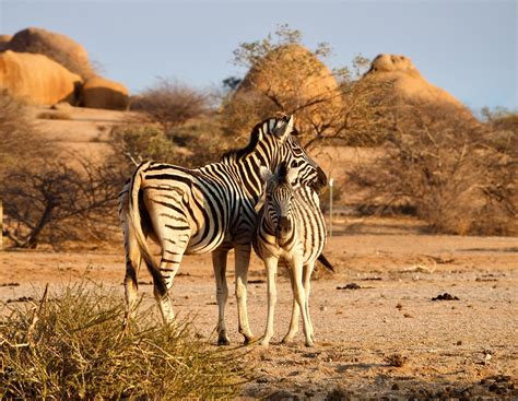 Zebras In The Savannah