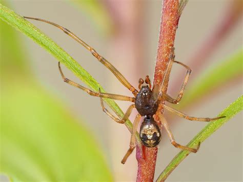 Male Steatoda triangulosa (Triangulate Cobweb Spider) in Rockwood ...