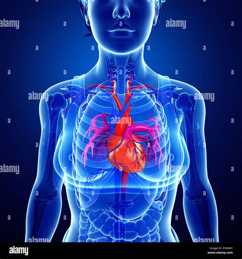 Illustration of Female heart anatomy Stock Photo - Alamy