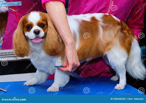 Cavalier King Charles Combs His Hair in the Grooming Room by a ...