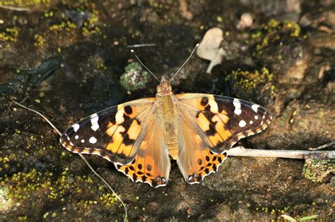 American Lady Butterfly Close-up Free Stock Photo - Public Domain Pictures