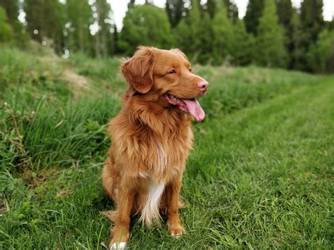 My Nova Scotia Tolling Retriever : r/PuppySmiles