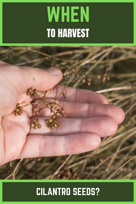 How to Harvest Cilantro Seeds: A Complete Guide