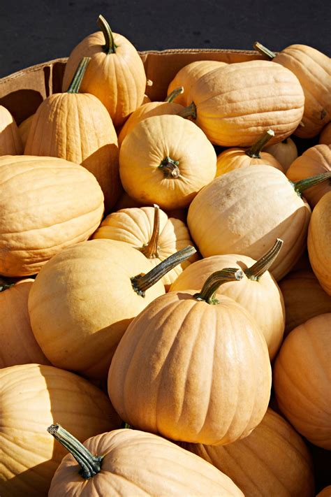 Explore Different Types of Pumpkin Varieties for Fall Decor