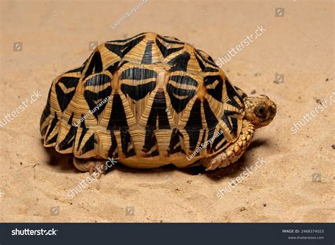 Spider Tortoise Pyxis Arachnoides Endemic Madagascar Stock Photo 2468374023 | Shutterstock