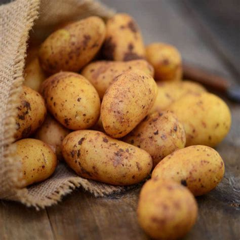 Jazz Varieties Of Potatoes