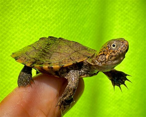 African Sideneck Turtle