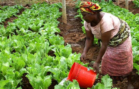 Free Images : woman, field, farm, food, produce, vegetable, africa ...