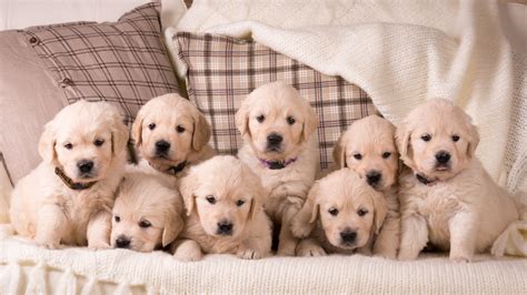 15 Dog Breeds That Produce The Largest Puppy Litters
