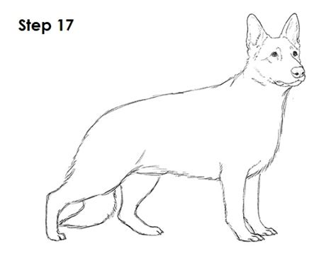 German Shepherd Drawing at PaintingValley.com | Explore collection of ...