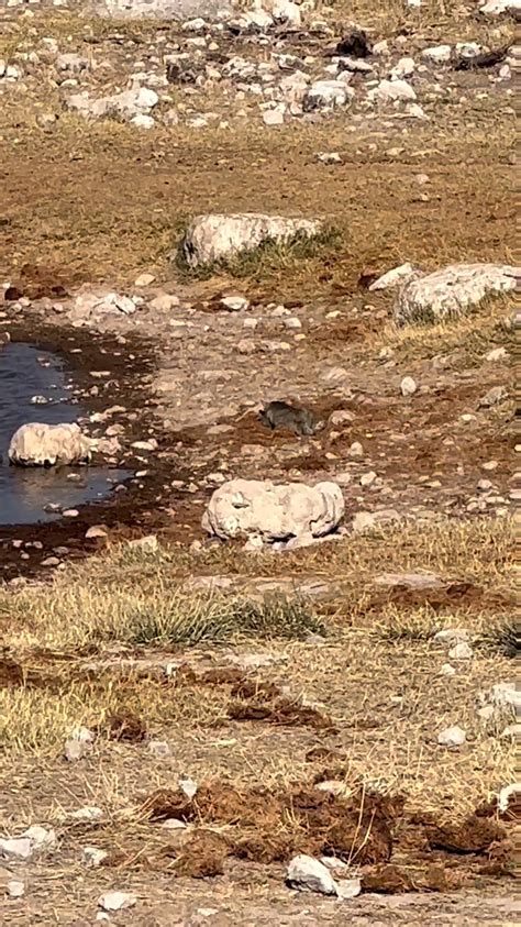 African Wild Cat Sucesful Hunt. : r/Damnthatsinteresting