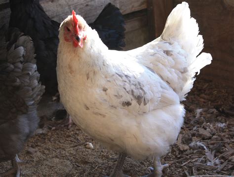 Splash Copper Marans Pullet
