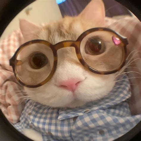 Unlocking the Secret to Teaching Your Cat to Speak! | Cat memes, Funny looking cats, Silly cats ...