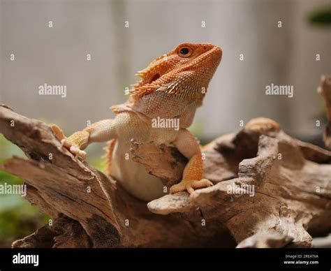 Cute Red Orange Bearded Dragon Posing Cutely Stock Photo - Alamy