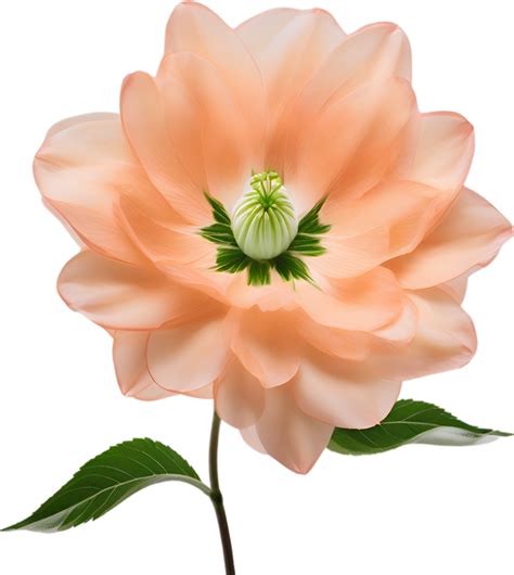 AI generated Peach color flower. Close-up glowing translucent peach ...