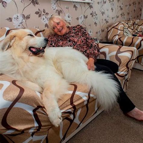 How Big Is The Biggest Dog Breed