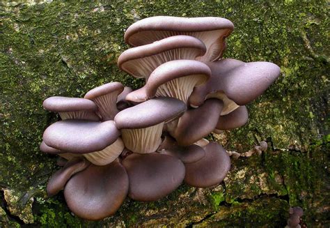 Pleurote en huitre, pleurotus ostreatus, oyster mushroom