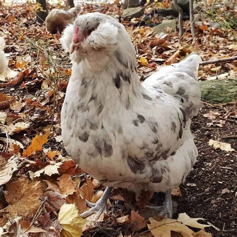 Top 8 Free-Range Chicken Breeds (with Pictures)