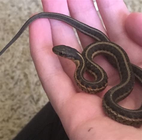 Baby Garter Snake