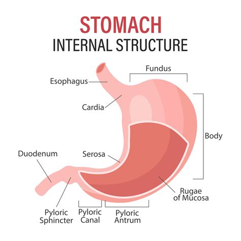 Anatomy of the human stomach, medical poster with detailed diagram of the structure of the ...