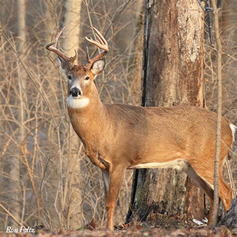 Deer Hunting Public Lands - Kentucky Department of Fish & Wildlife