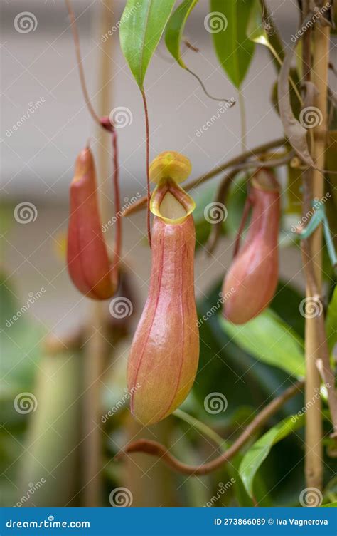 Nepenthes Carnivorous Tropical Pitcher Plants or Monkey Cups with ...