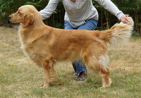 Rayne - Playtime Golden Retrievers