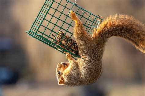 How to Stop Squirrels From Raiding Your Bird Feeders | Audubon