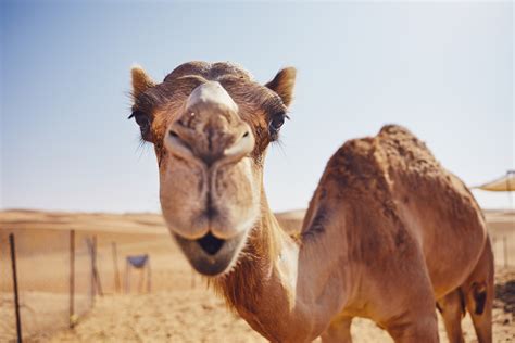 How Camels That Live in the Desert Can Survive for Weeks Without Water - Newsweek