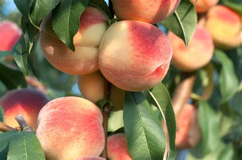 It’s peach season! Here’s all you need to know about the quintessential ...