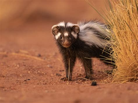 Animals That Start With Z Animals That Start With Z | Alphabetimals