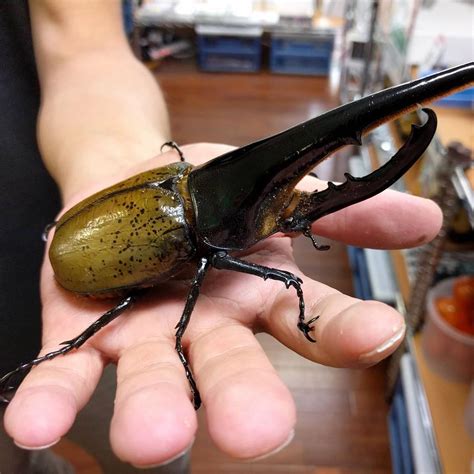The Japan Times: Rhinoceros beetles and stag beetles, respectively ...