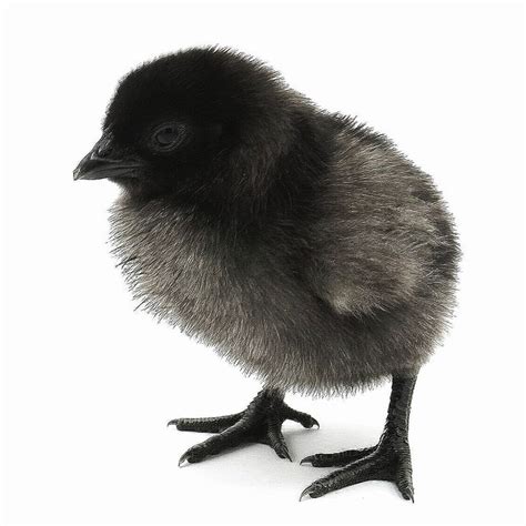 Black Baby Chicken Breeds